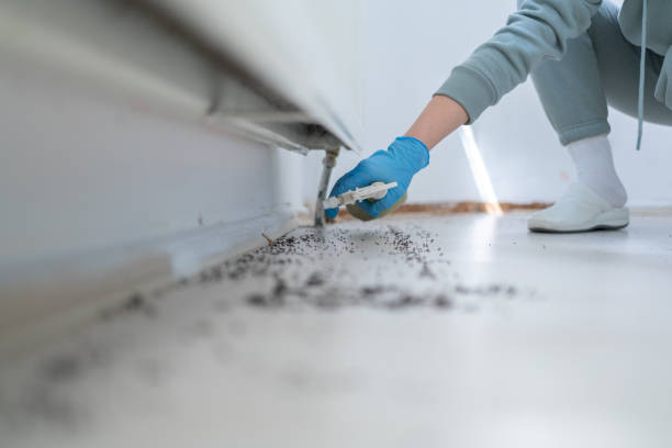 Best Flea Control Services  in Colville, WA
